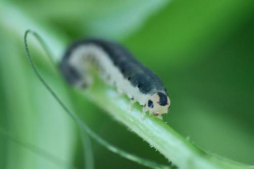 Réf. 344 312 : Macrophya alboannulata